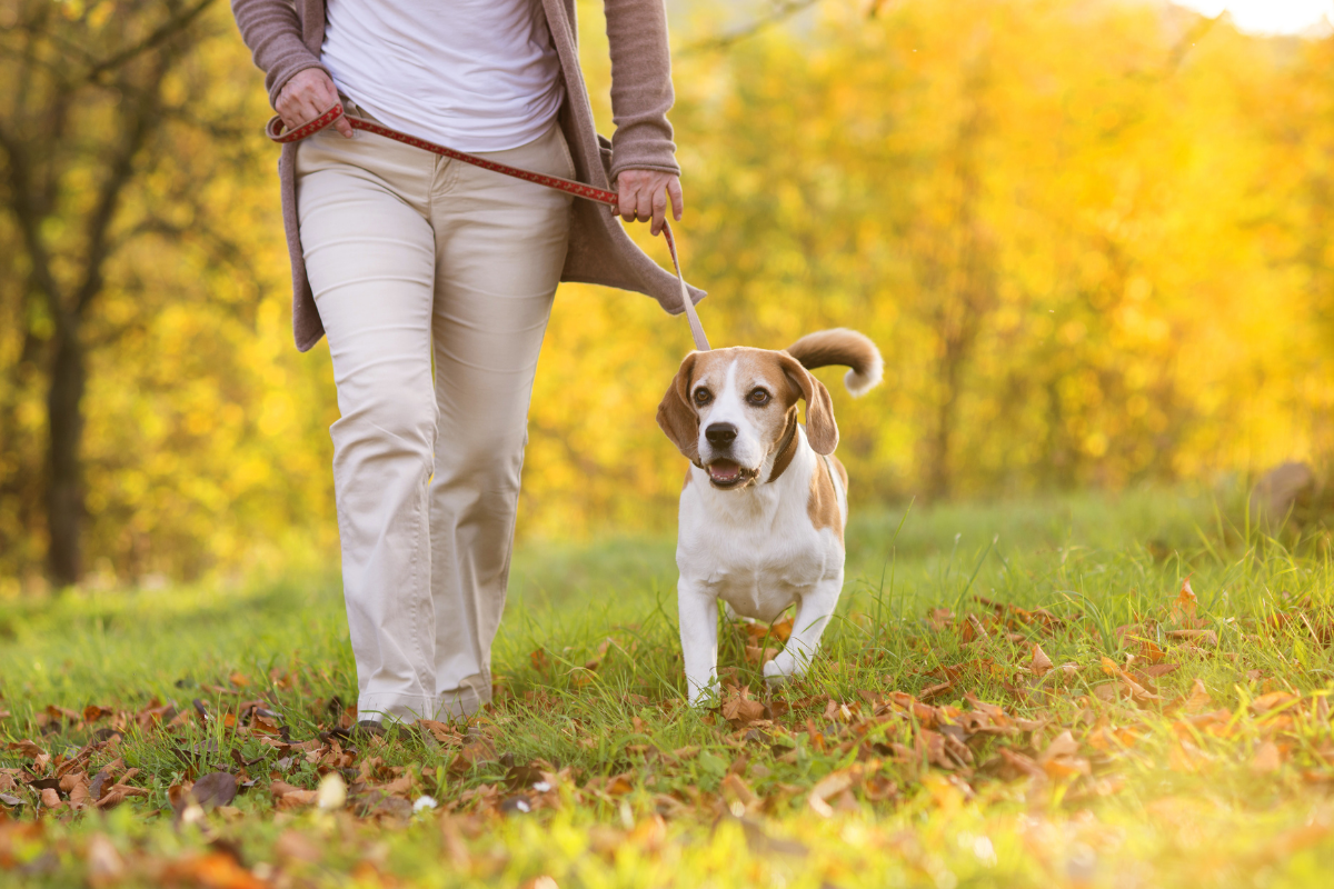 Dog friendly walking routes Leicester.